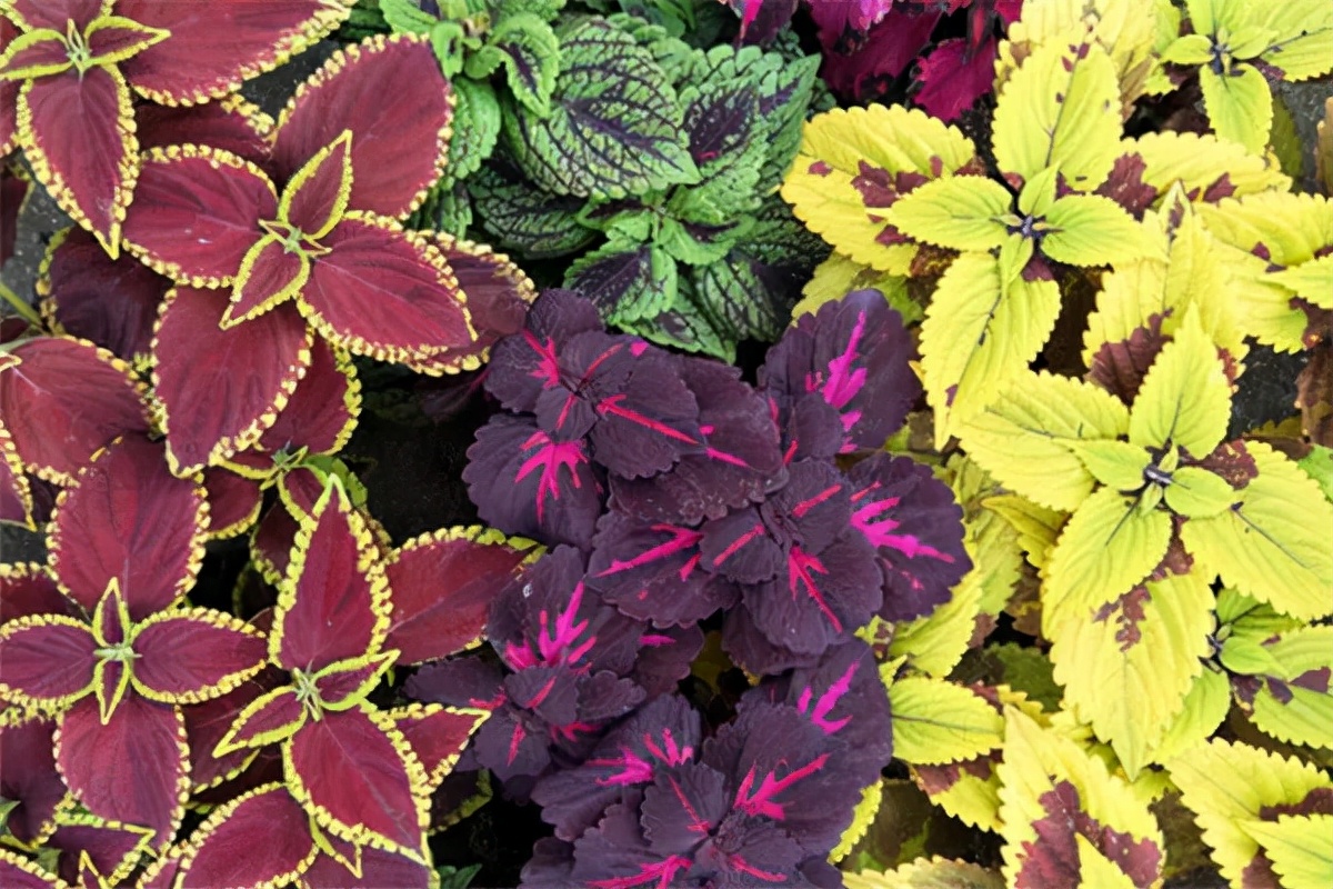 花园适合种的植物,在花园种植哪些植物比较适合