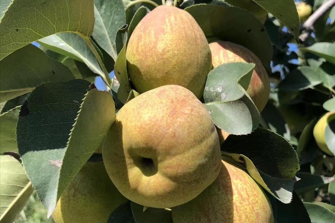 价格走高，梨果“涨声一片”，库尔勒香梨凭什么卖4元/斤的高价？