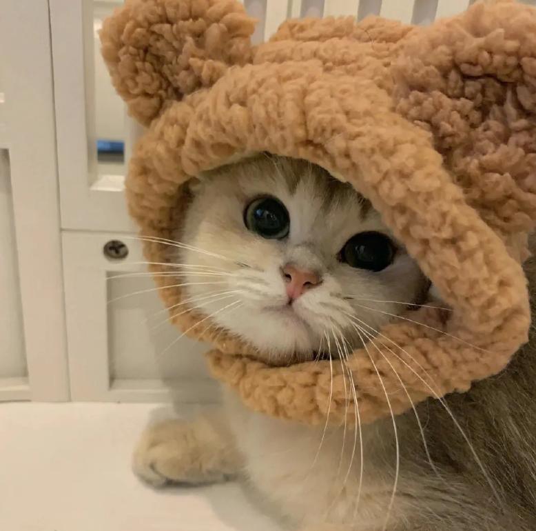 猫咪眼睛上面秃了怎么回事,猫咪眼睛上秃了是猫癣吗