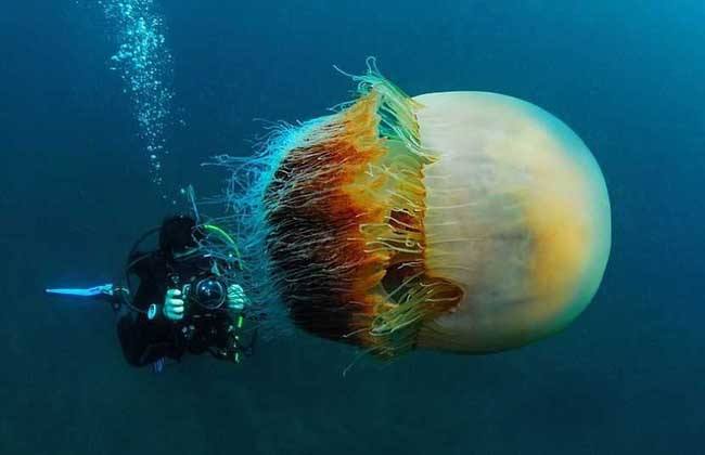 世界上最可怕的10种变异蜗牛,世界上最稀有的蜗牛品种