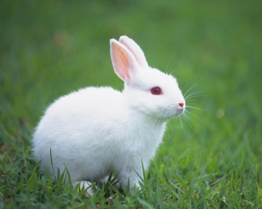 刚生下来的兔仔怎么管理,刚出生兔仔怎么人工喂养