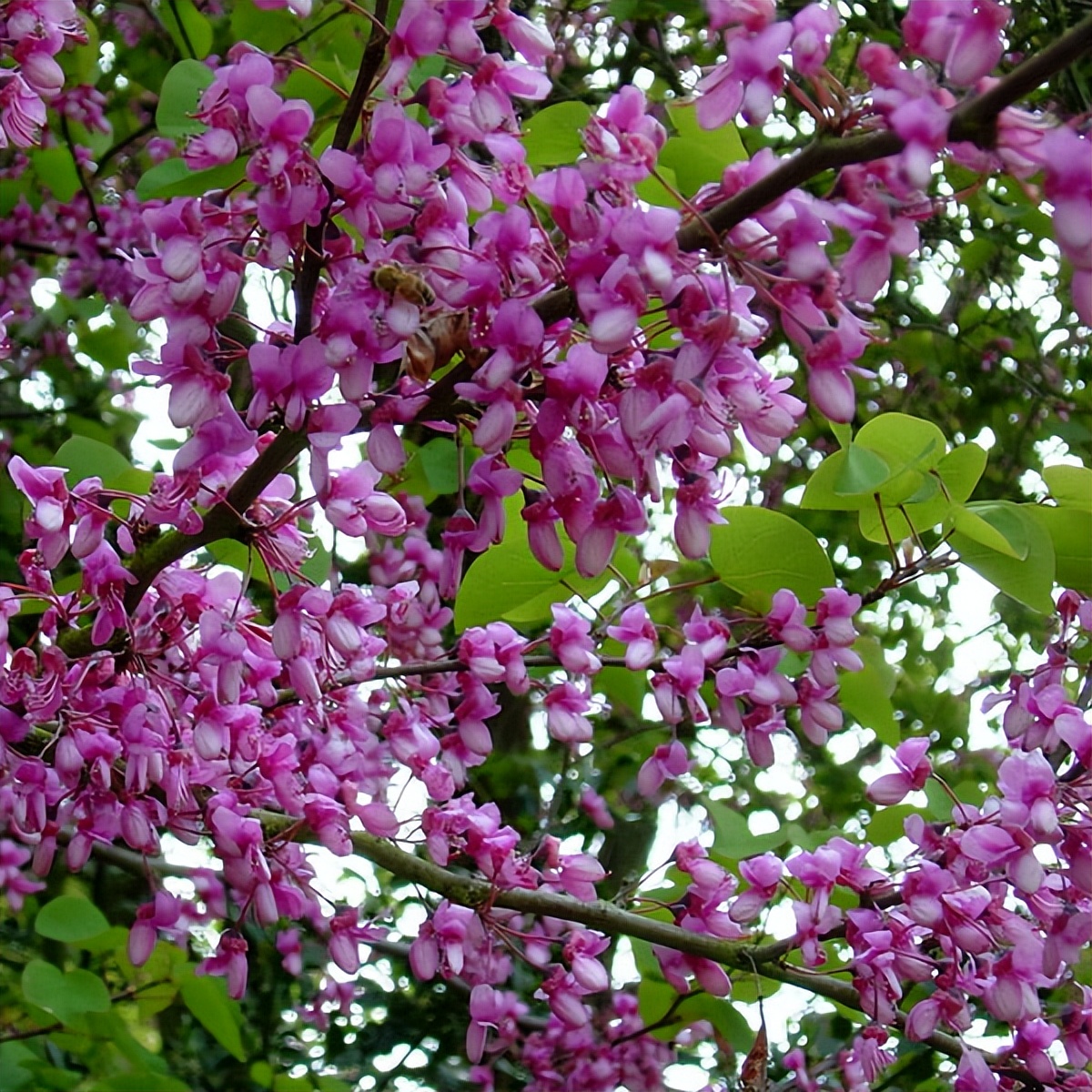 白蜡的行情,白蜡未来5年行情