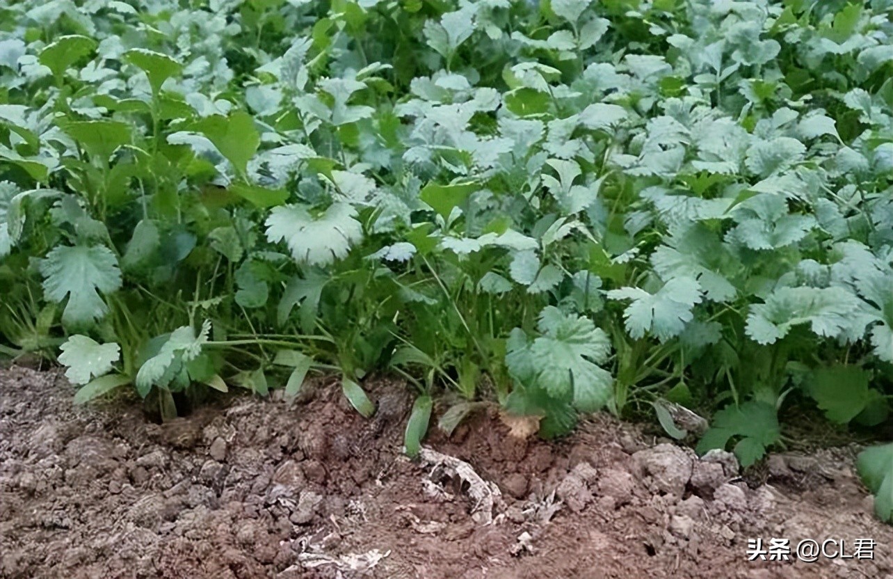 秋天种菜种植技巧,立秋后种植哪些菜最好活