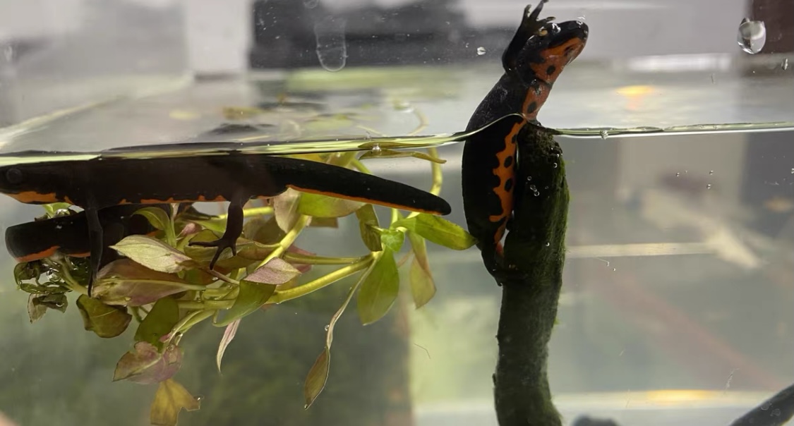 山林小精灵,中华火龙蝾螈是国家保护动物吗