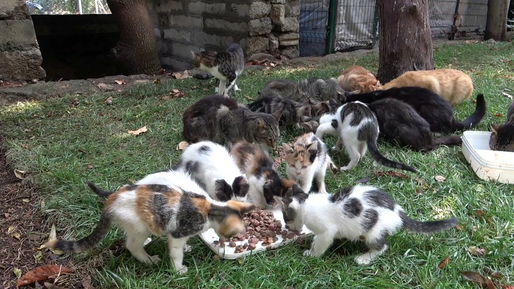 随处可见猫的国家,危害最大的16种入侵物种猫