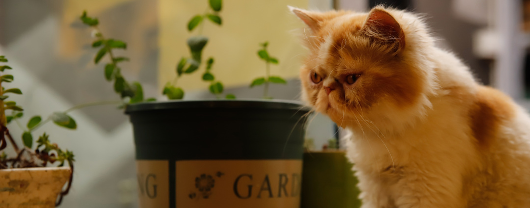 黑暗物质消失的猫片段,黑暗猫的故事