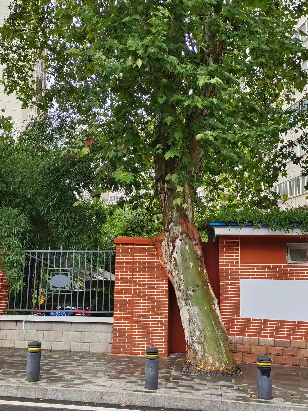 苔花诗社今日诗选(1群3群)