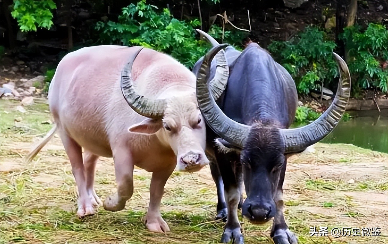 一头成年水牛值多少钱,二十几年的水牛值多少钱