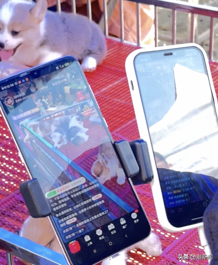 宠物线上代购主播的一出“好戏”背后圈套：谁演得好谁就赚得多