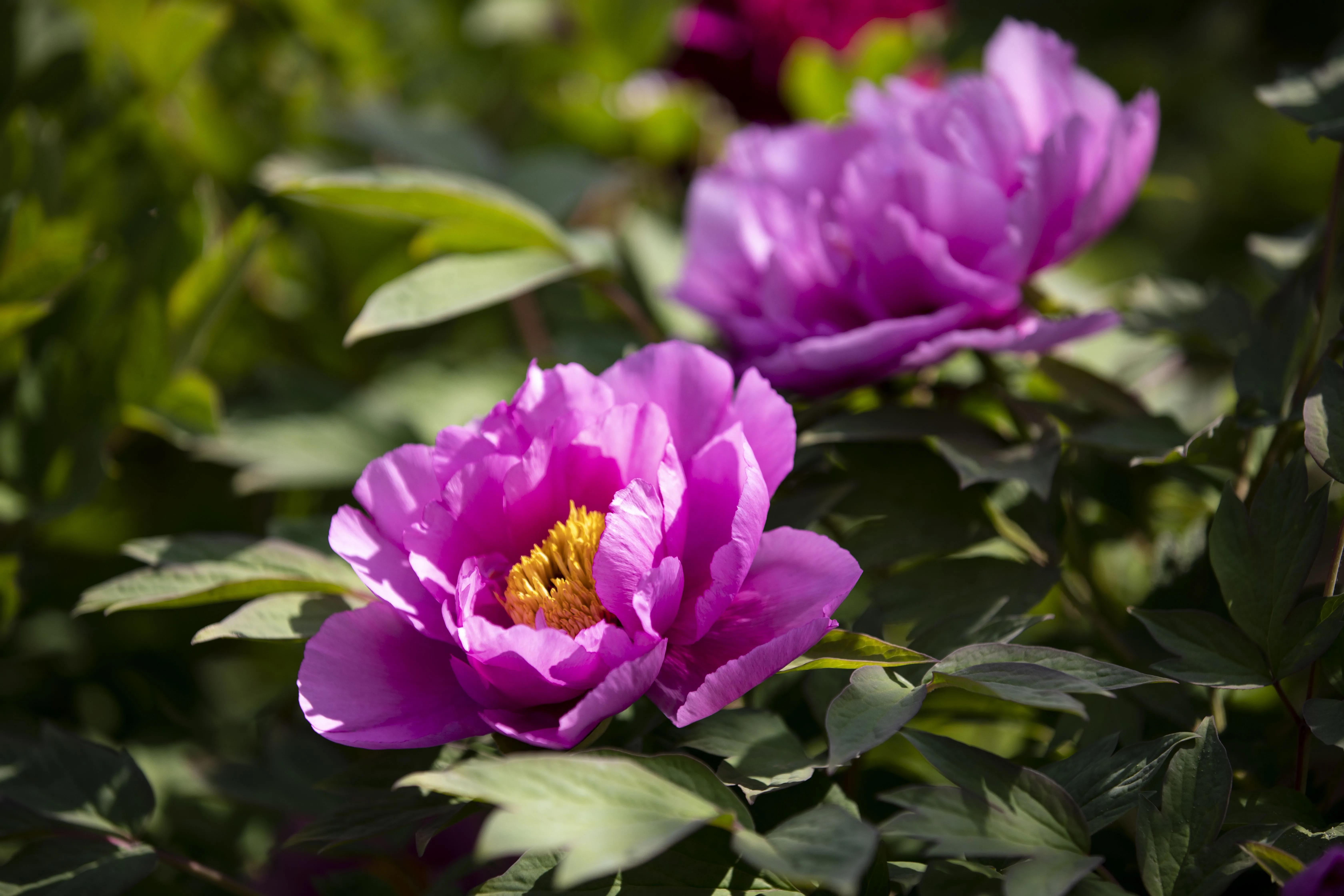 牡丹花开得雍容华贵芳香四溢,牡丹花开雍容华贵视频