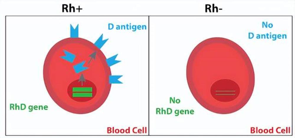 熊猫血稀有血型排行榜,比熊猫血还稀有的血型