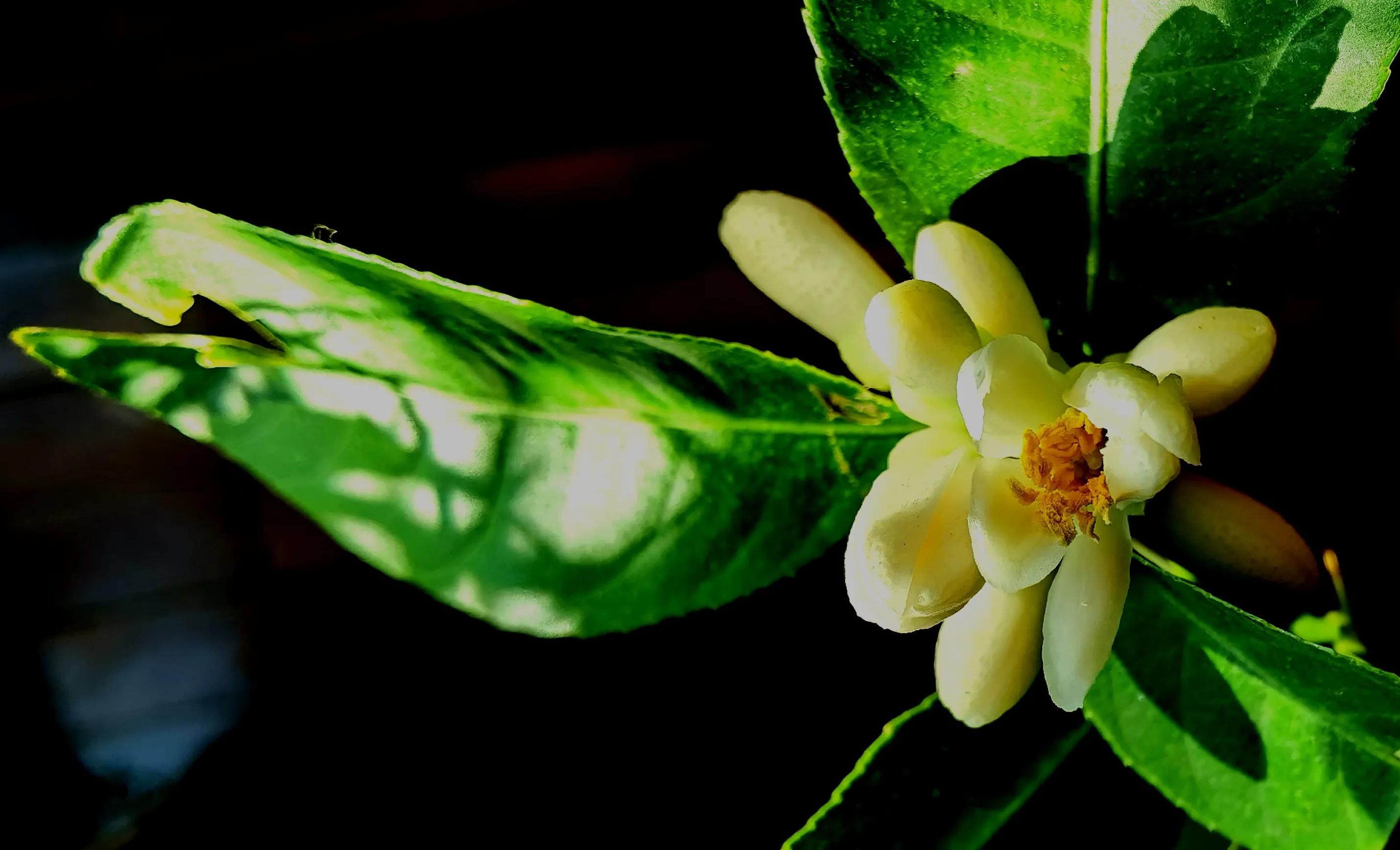 你不知道的蝴蝶兰,佛手花的图片
