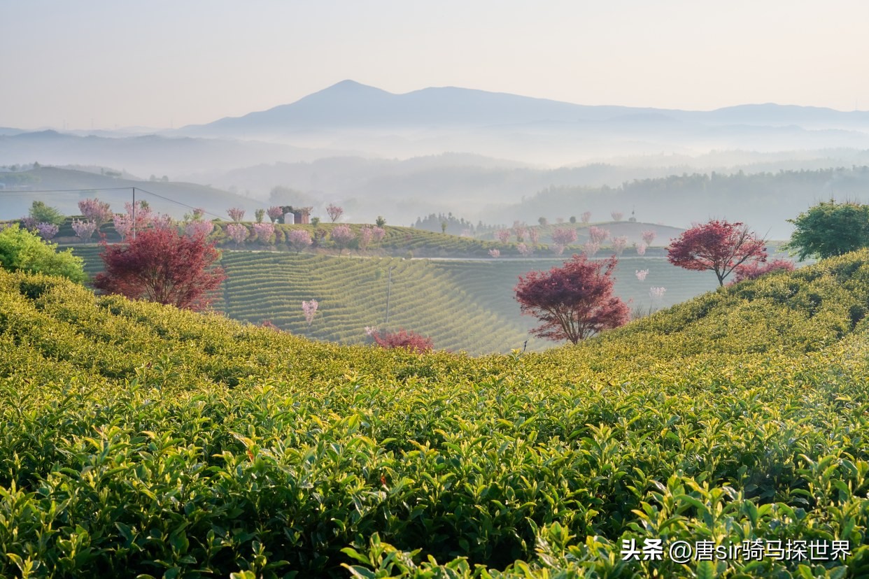 中国最珍贵竹乡,中国茶竹之乡在哪里