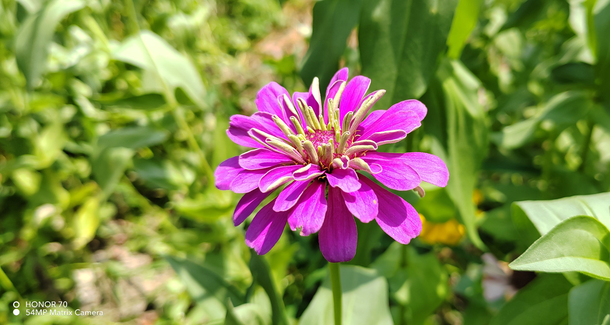 荣耀70评测：颜值才华兼备，旗舰IMX800要你好看，五星好“屏”
