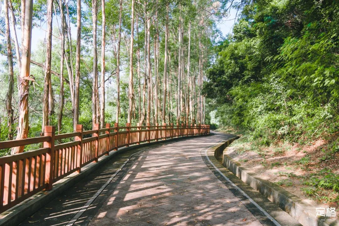 深圳九条最美绿道图片,这些深圳绿道骑出你的美