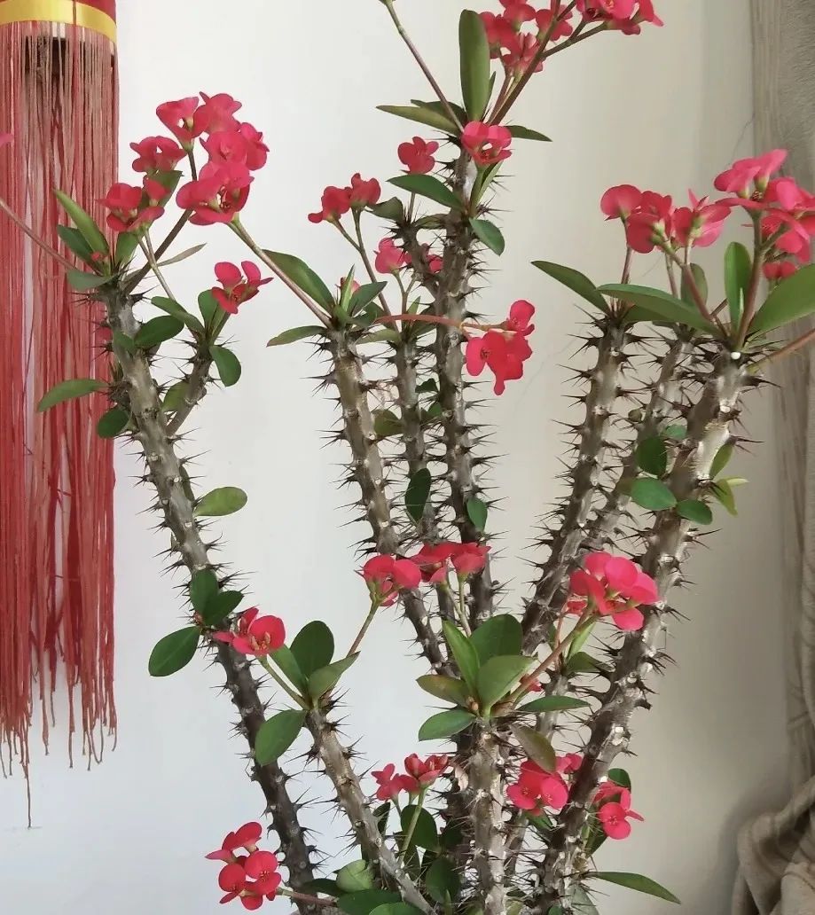 最适合新手养的4种花太好养,超迷人的3种花好养易活