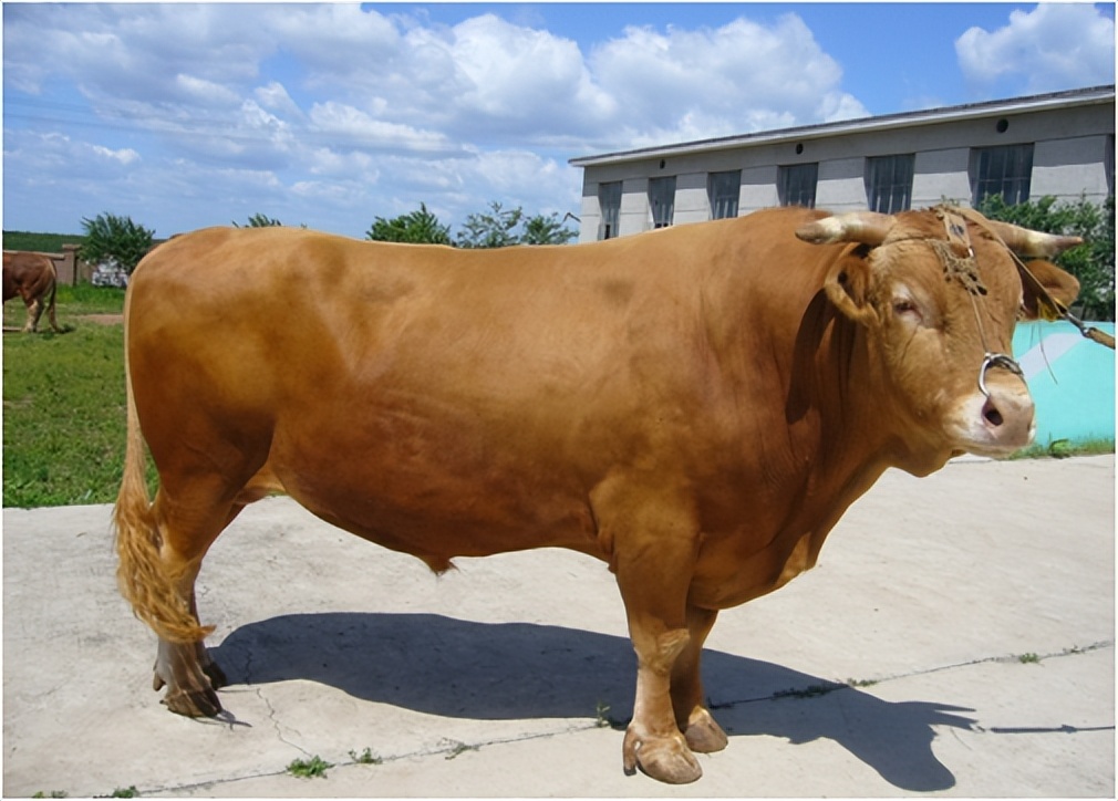 肉牛哪个品种好养长得快的,现在的肉牛什么品种比较好养