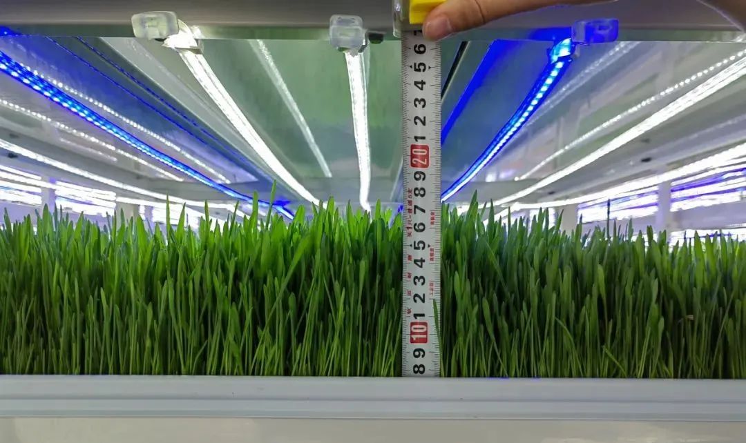 ai育种,ai育种技术