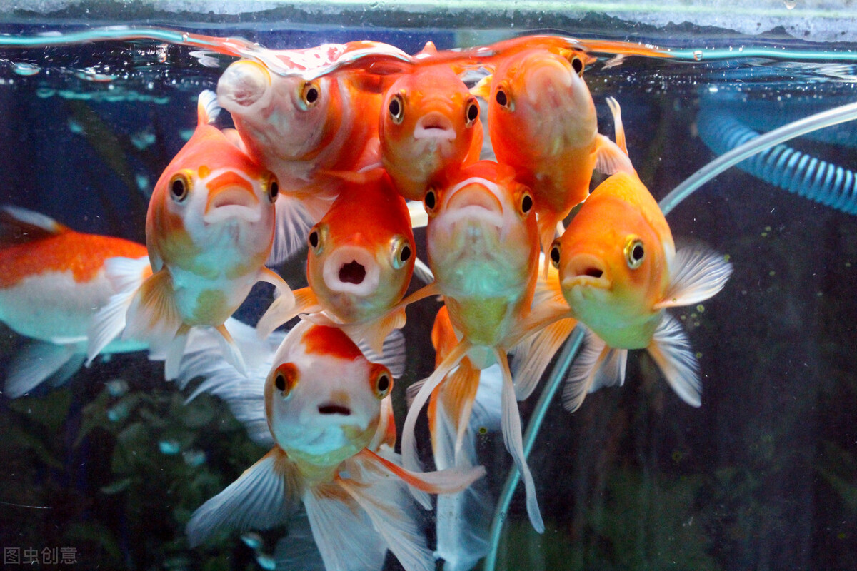 中草药饲料添加方剂分享