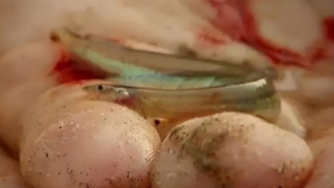 亚马逊雨林生存100天,亚马逊雨林生存楚河