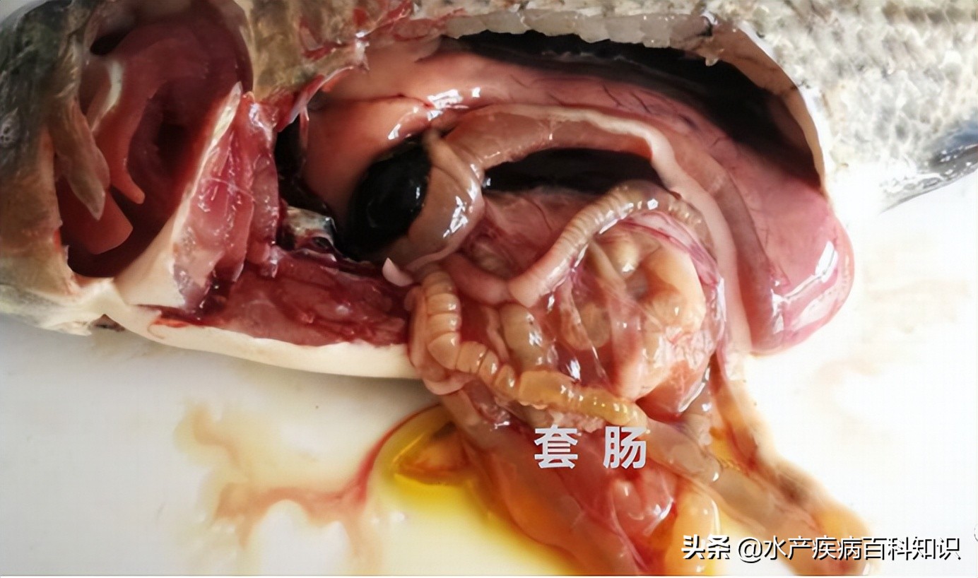 罗非鱼链球菌病治疗措施,罗非鱼感染链球菌病发病原因