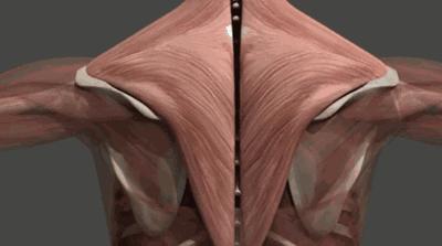 心脏病后背痛和肺癌后背痛的区别,58岁后背疼痛怎么回事