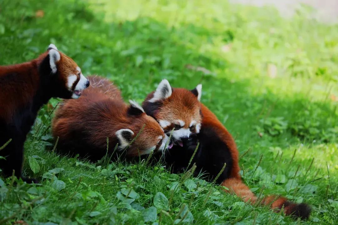 百年盛世看曲江,看曲江全景