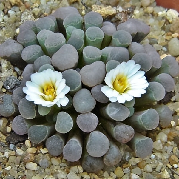 102个大类近500个多肉植物图片，都极其美丽，建议在家中也养一盆