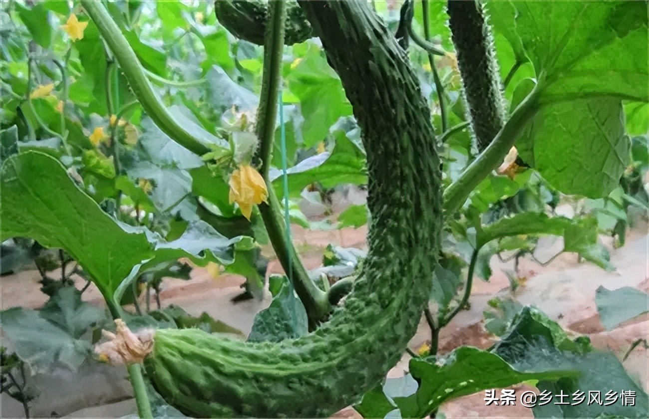 黄瓜弯瓜的原因和治疗方法,黄瓜出现细腰瓜是什么原因