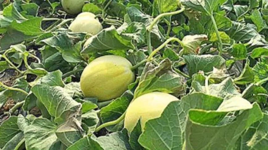 香瓜种植基地,香瓜立体种植