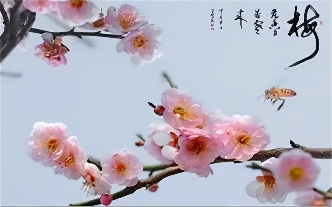 宁嫁二度花不嫁遗下人什么意思,古人说宁娶寡妇不娶生妻啥意思