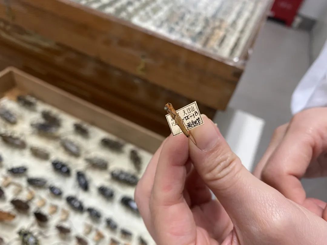 浙大博物馆十大镇馆之宝,浙大考古与艺术博物馆