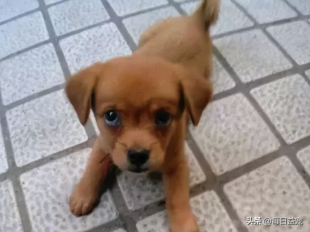 狗狗撕坏现金,狗狗撕坏东西装可怜