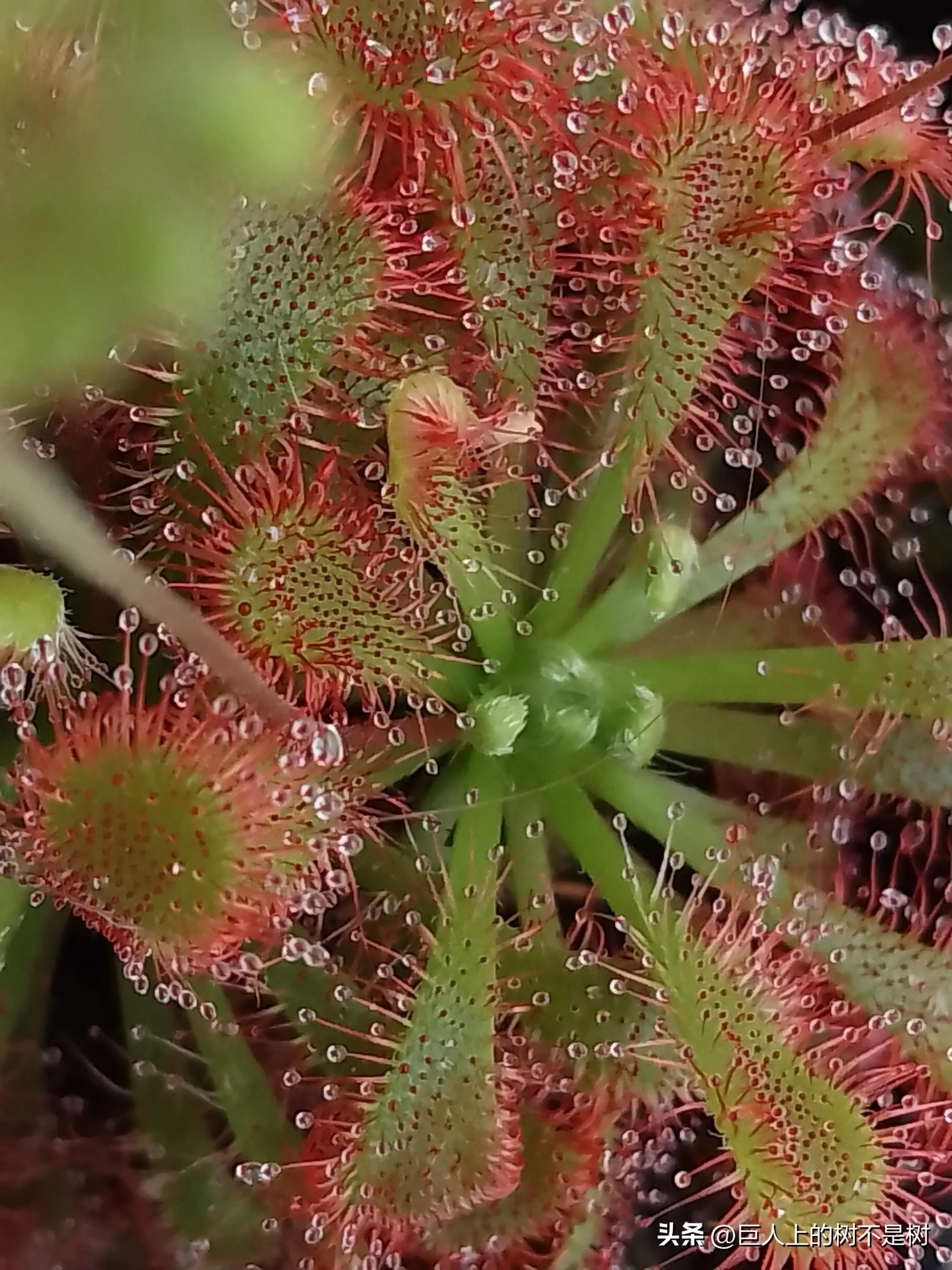 食虫植物茅膏菜养殖方法,茅膏菜可以养在室内吗
