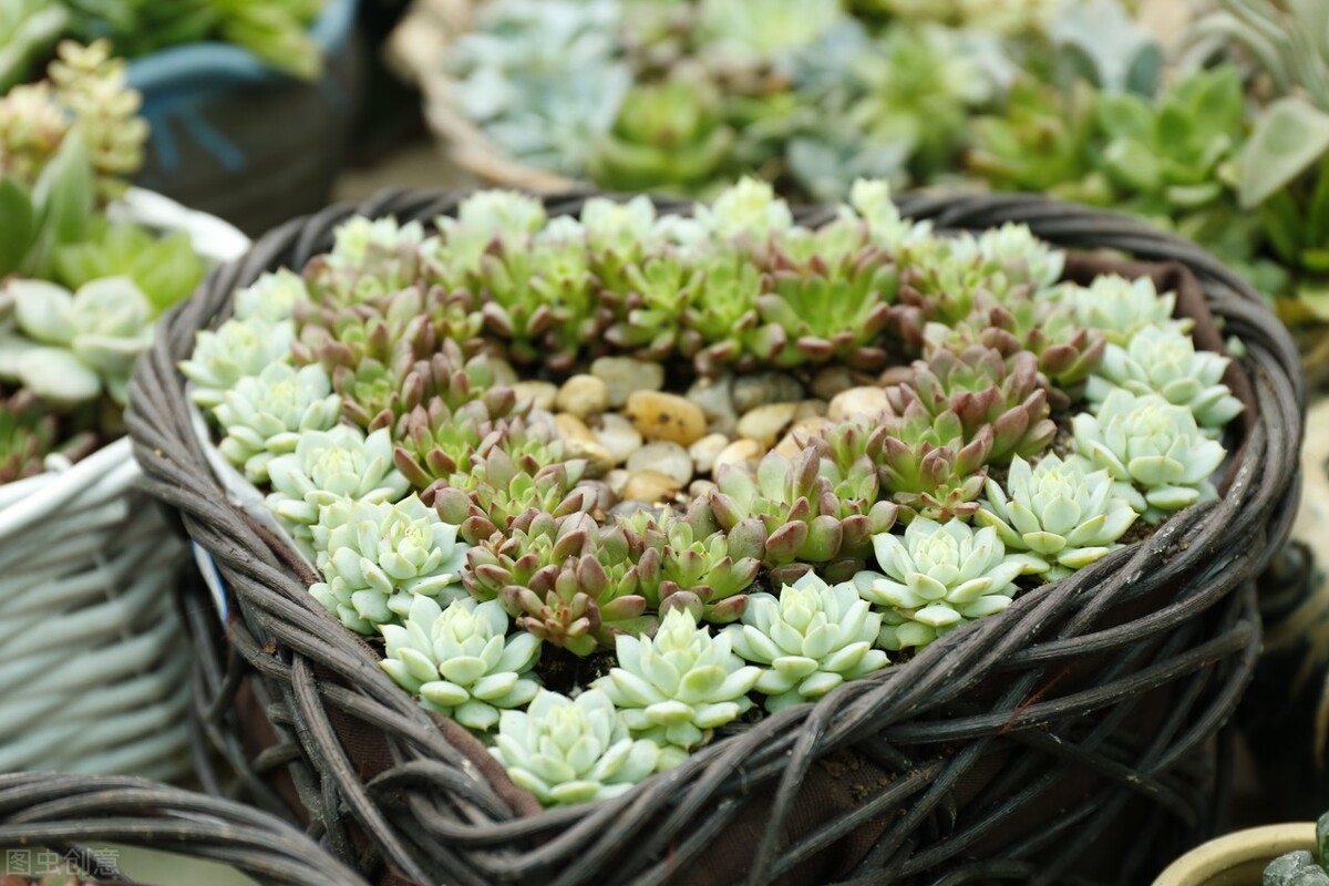 多肉种植行业,多肉植物行业前景如何