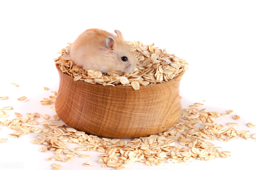 宠物赛道私域变现,宠物赛道私域线上怎么引流