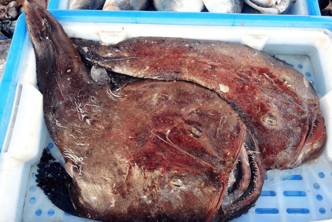 肉厚刺少又扁的海鱼,海鱼哪个品种刺少肉厚