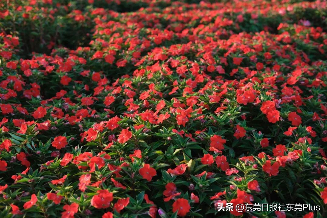 东莞可以看海和赏花的公园,东莞国庆看海游玩推荐