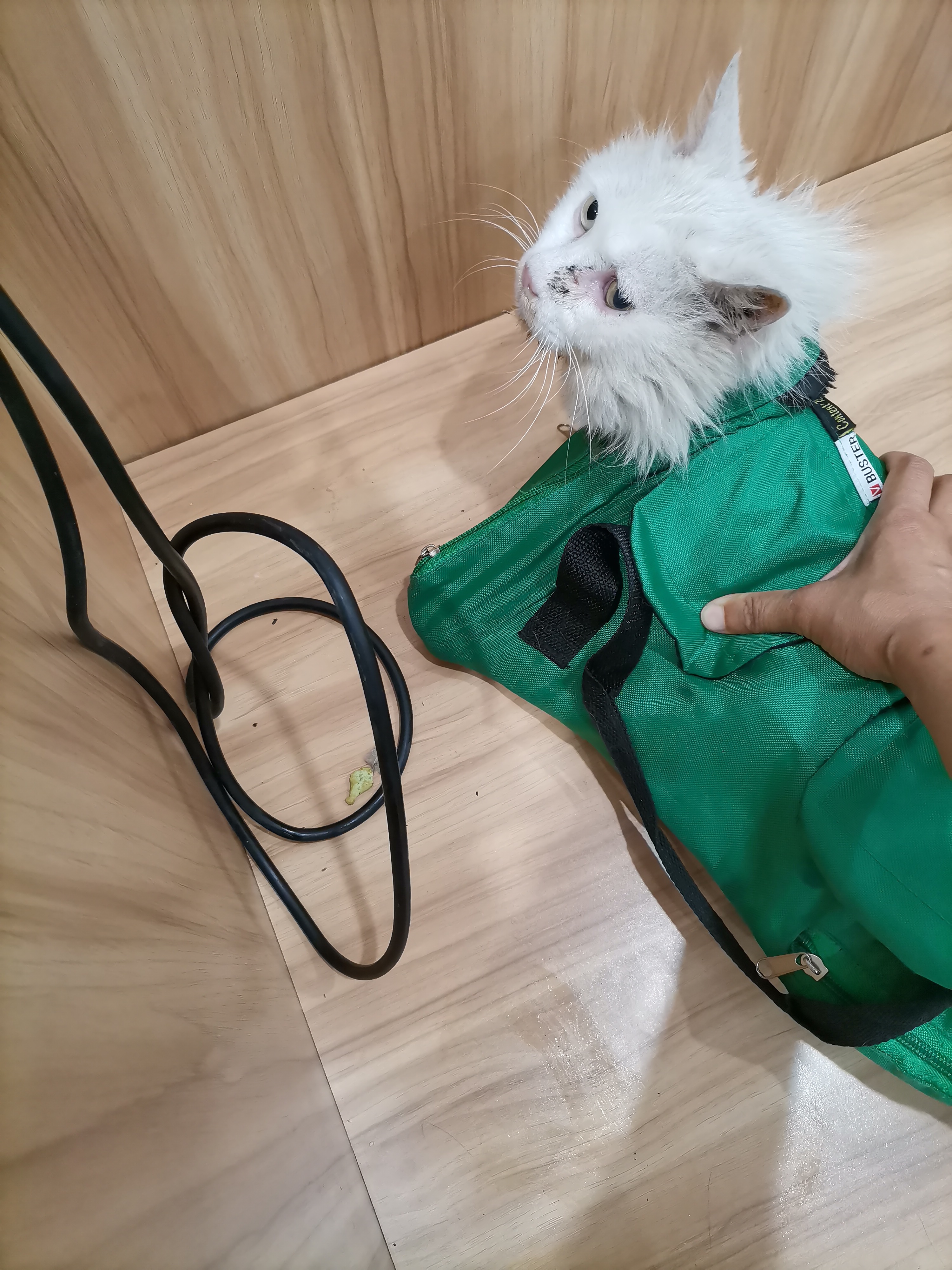 我的第二只猫咪图片,第二只猫来了第一只猫生气