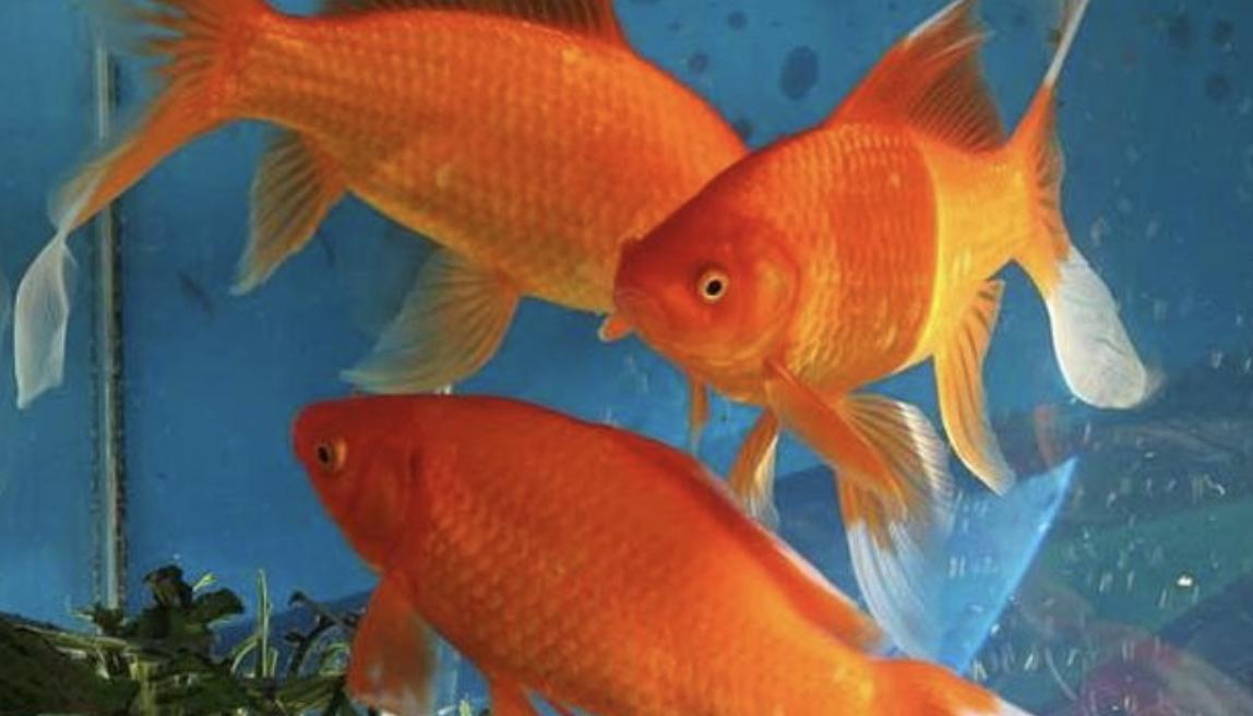 常见的观赏鱼有哪些？大概多少钱？