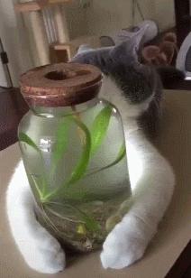 5种“香水猫”，身上自带体香，一只比一只香，多养几只香满屋