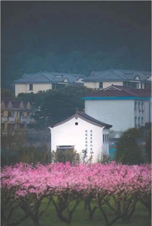 阳山乡村振兴规划,无锡阳山田园风光美丽乡村