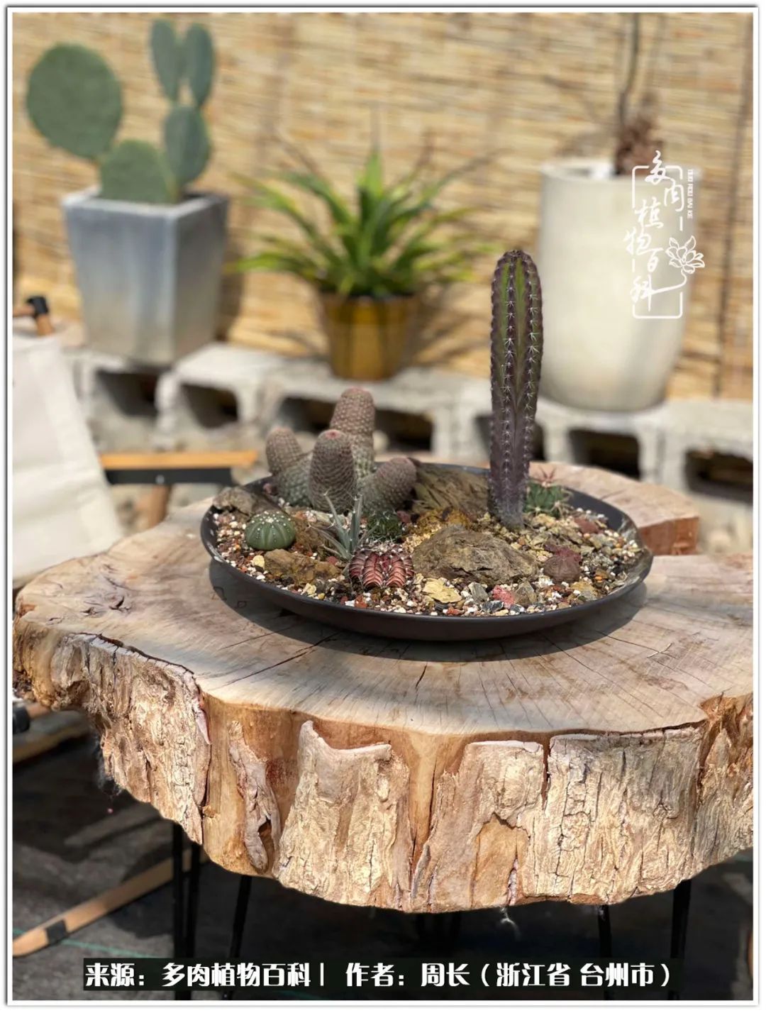 多肉拼盘新手入门,多肉拼盘说说