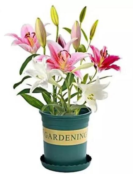 香水百合盆栽一年四季怎么养殖,香水百合盆栽好养吗