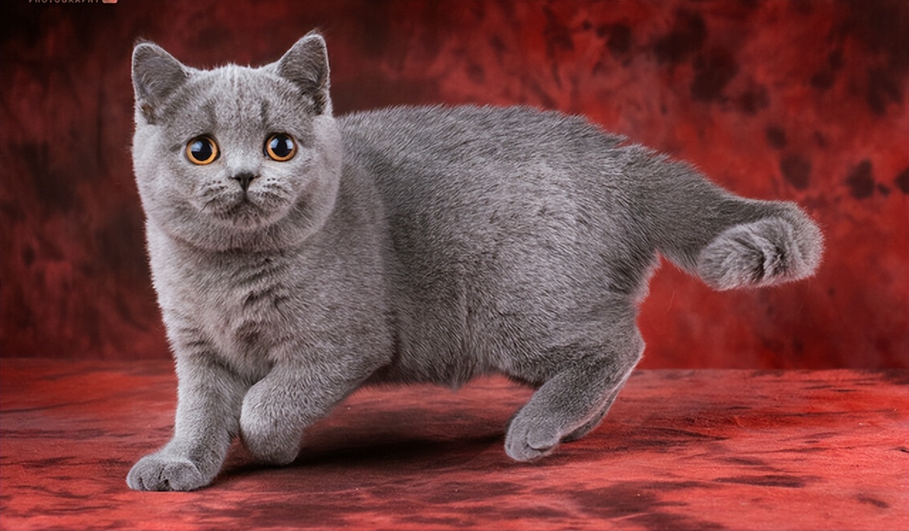 脾气比较暴躁的几种猫新手不要养,猫咪最怕的几种猫