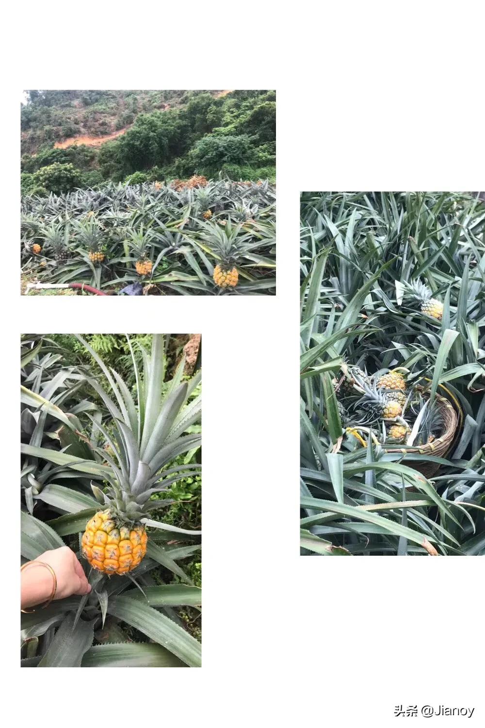 神湾菠萝与泰国菠萝的区别,徐闻菠萝和海南菠萝哪个好吃