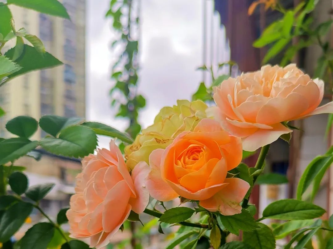 iga肾病四级能治愈几率有多大,iga肾病4级可以保持一辈子吗