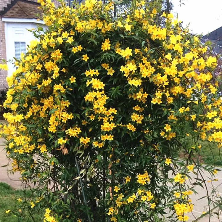 法国香水藤红色,法国香水藤毒性大吗