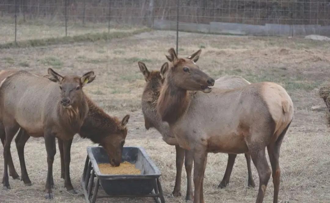 致死率100%！无药可救烹煮杀不死的朊病毒，感染后会有多恐怖？