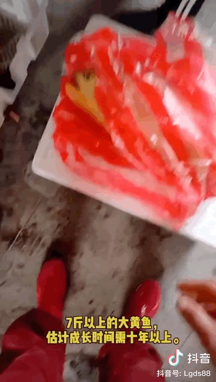 温州渔民捕获8.7斤野生大黄鱼,温州天价野生大黄鱼